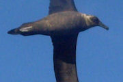 Sooty Albatross (Phoebetria fusca)